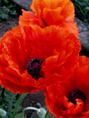 8.5.2008_06-04-43_0007.jpg
