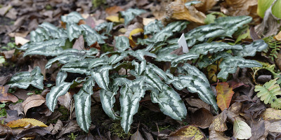 DSC_6663_DxO.jpg