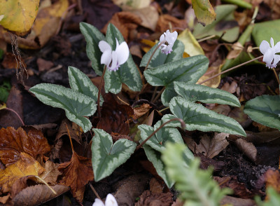 DSC_6671_DxO.jpg