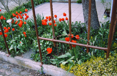Tulpen_20.04.jpg