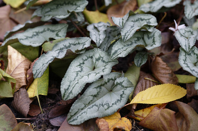 DSC_6666_DxO.jpg