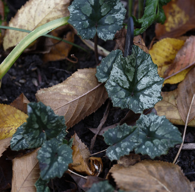 DSC_6668_DxO.jpg