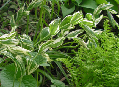 Polygonatum_x_hybridum_Striatum_011.jpg