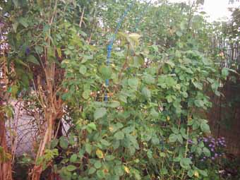 Oktoberlaub_Mme_d_Enfert_Kopie.jpg