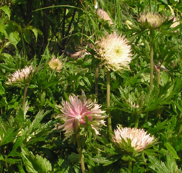 Anemone_sylvestris_Polish_Star_008.jpg