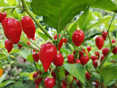 220917_Habanero Red Numex Suave x Petits Becs_1.jpg