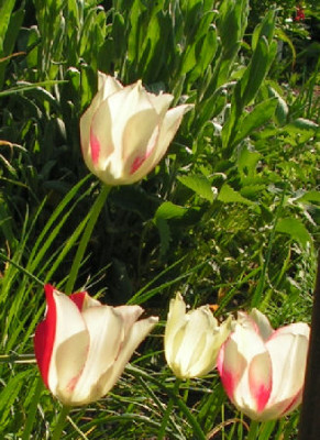Tulipa_marjolletii_004.jpg