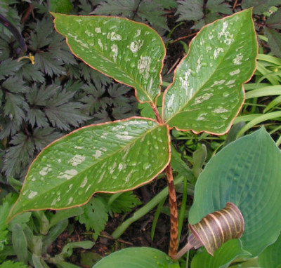 Arisaema_020.jpg