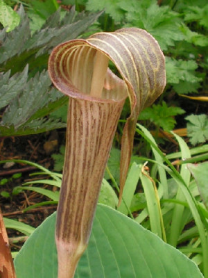 Arisaema_021.jpg