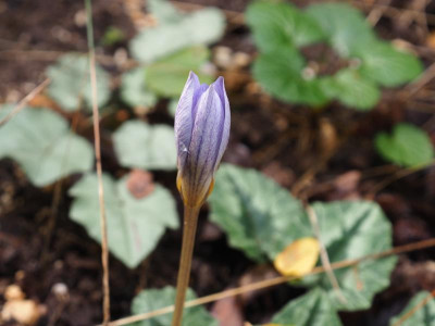 Crocus speciosus PA160013.JPG