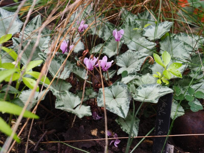 Cyclamen hederifolium PA160015.JPG