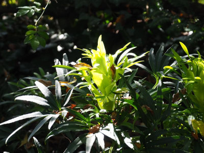 Helleborus foetidus Gold Bullion PB010018.JPG