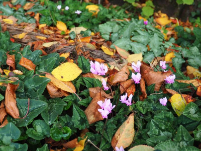Cyclamen hederifolium PB020022.JPG