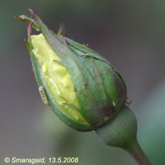 0_welche-Raupe_0520.jpg