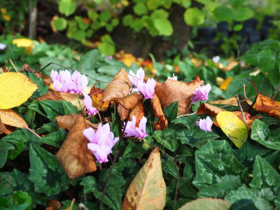 Cyclamen hederifolium PB020023.JPG