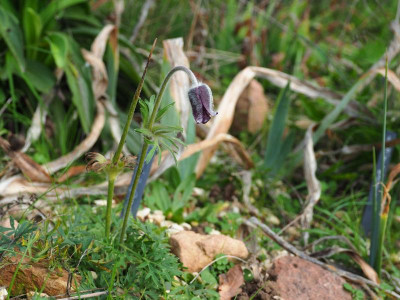 Pulsatilla pratensis PB020028.JPG