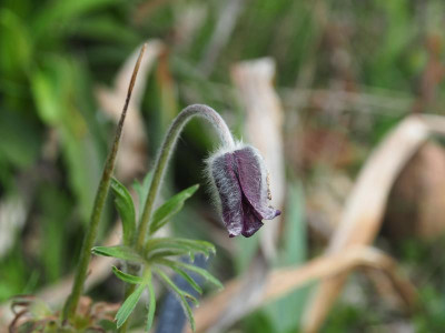 Pulsatilla pratensis PB020026.JPG