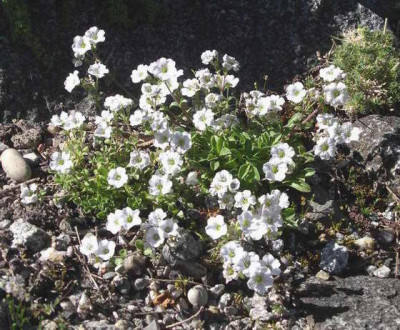 Gypsophila_spec._Ladakh_2008-05-12.JPG