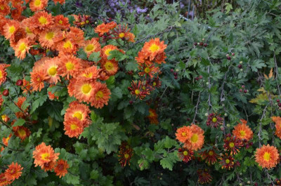 Chrysanthemum-Vreneli.22-1.jpg