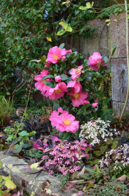 Camellia-ParadiseBelinda.22-2.jpg