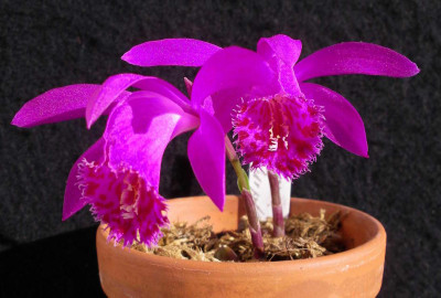 Pleione_Berapi_Purple_Sandpiper__2008-05-12.JPG