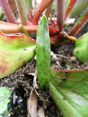 unbekanntes_blatt_010.jpg