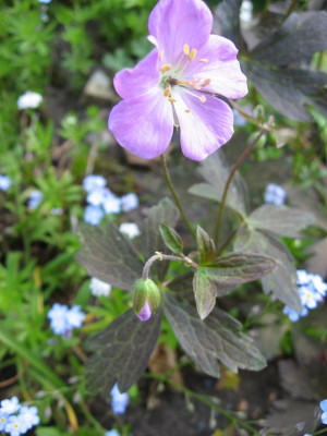 Geranium_unbek._klein.JPG