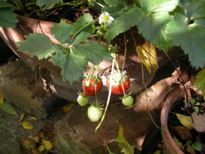 221106-erdbeeren-1.jpg
