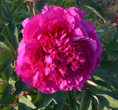 Souvenir_de_Ducher_HS_35148_89.jpg