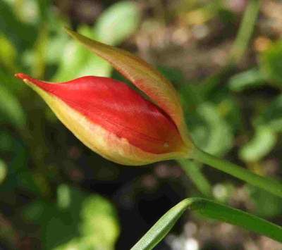 Tulipa_sprengeri_.jpg