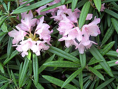 Rhododendron_makinoi_fars_2008.jpg