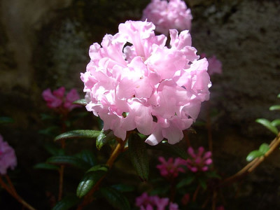 Rhododendron_trichostomum_var._ledoides_2_fars_2008.jpg