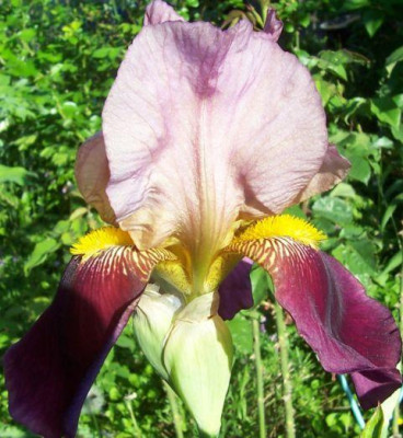 000_2604_Unbekannte_Iris.jpg