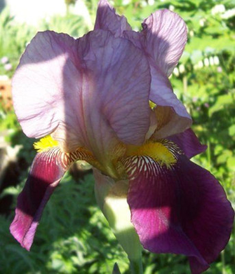 000_2606_Unbekannte_Iris.jpg