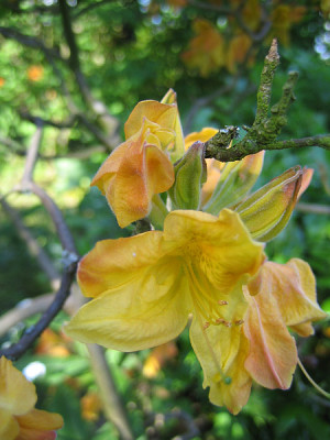 rhodo_gelborange_0163.jpg