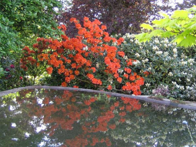 rhodo_orange_08.jpg