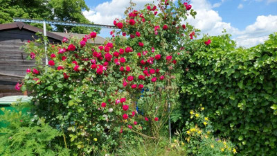 IMG-20220525-WA0001.jpg