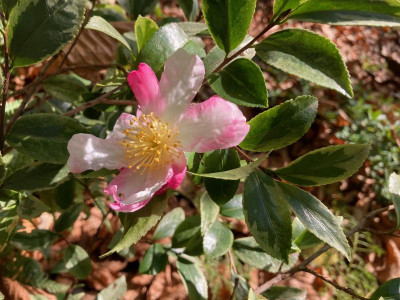 Sasanqua variegata.jpeg