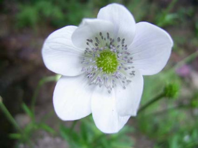 Anemone_leveillei__die_zweite_PIC_0457.JPG