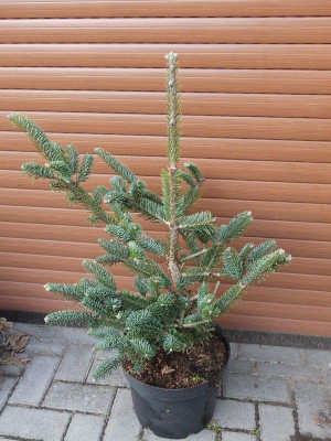 2022-11-09 Abies squamata 1.jpg