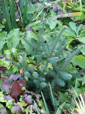 2022-11-09 Abies pinsapo var. tazaotana.jpg