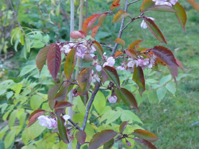 2022-11-09 Prunus serrulata 'Accolade'.jpg