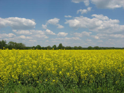 Rapsfeld_im_Allertal.jpg