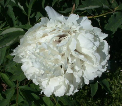 Ju_Hua_Bai_0010__P_35078.jpg