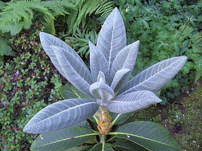 Rhododendron_macabeanum_2_fars_2008.jpg
