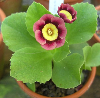 Pippin_fars_2008.jpg