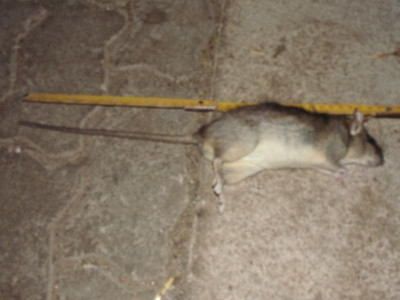 DSCI0909.JPG