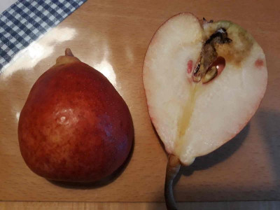 Winterblutbirne Nümbecht2.jpg