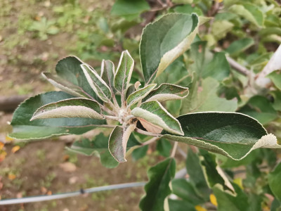 Apfel Endknospe durchgetrieben.jpeg