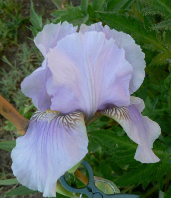Morgendammerung_08_05_14_1.jpg
